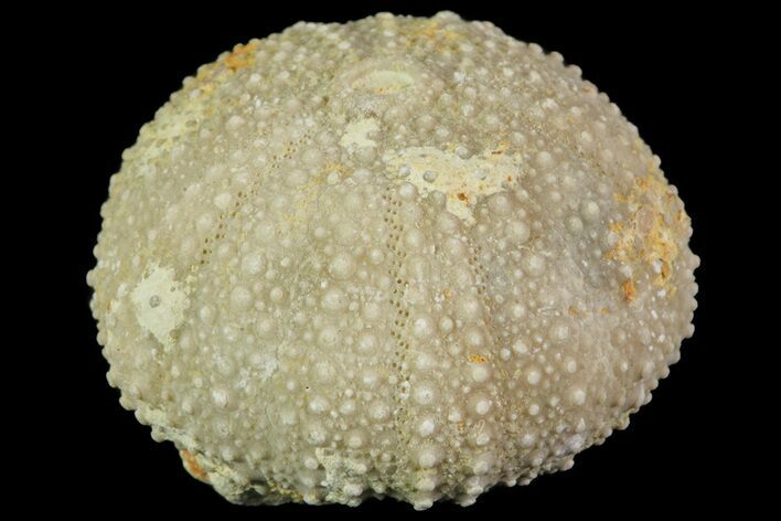 Psephechinus Fossil Echinoid (Sea Urchin) - Morocco #69840